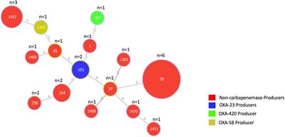 Prevalence and Characterization of Carbapenem-Hydrolyzing Class D β-Lactamase-Producing Acinetobacter Isolates From Ghana